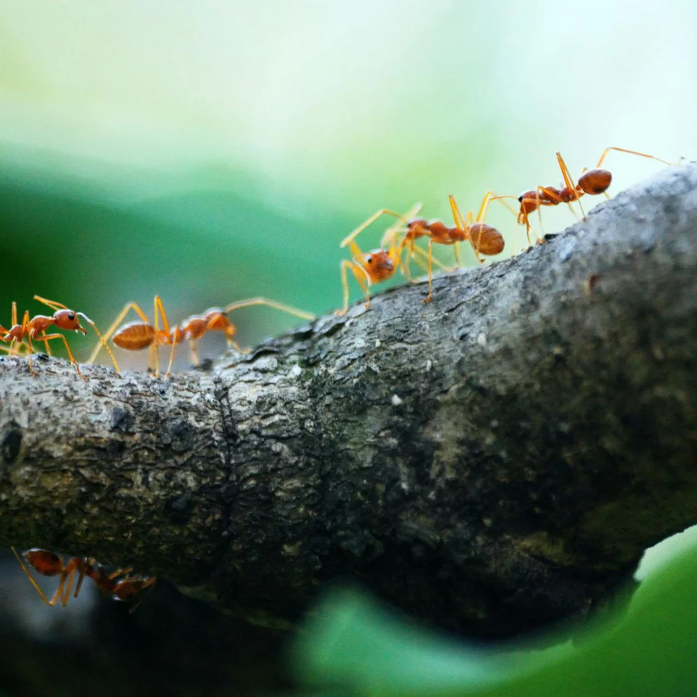 Ants pests Ants pests