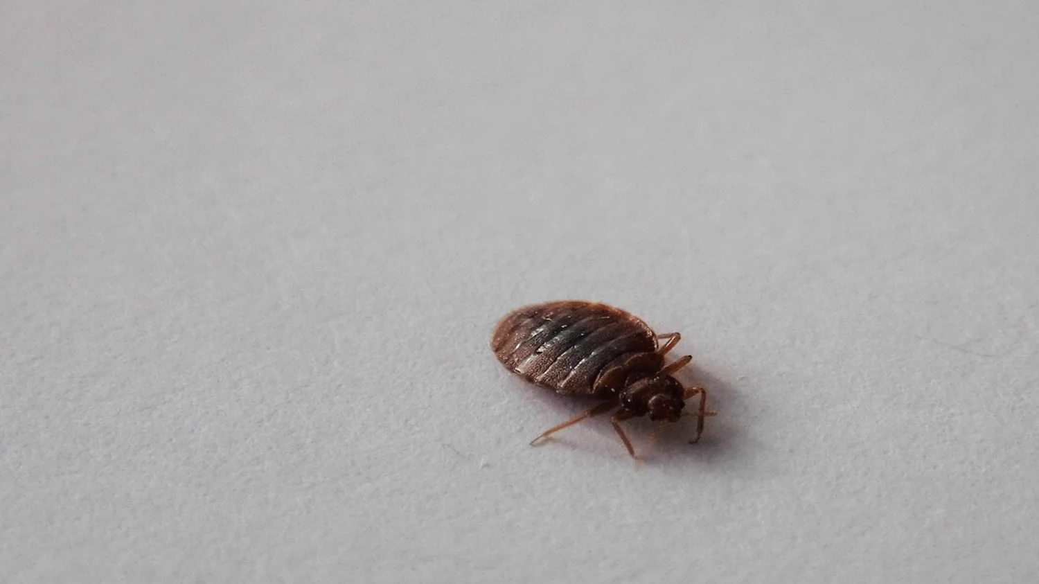 Beg bug pest