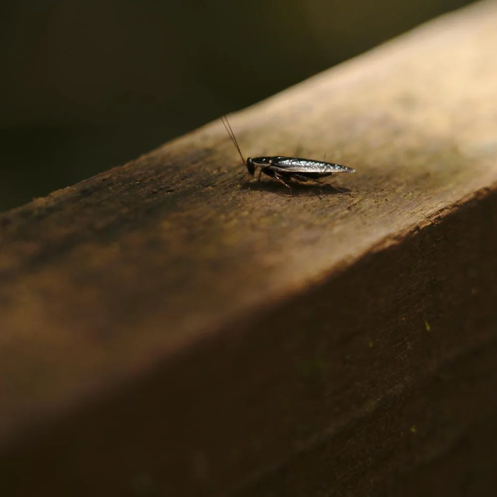 Cockroach pest Cockroach pest