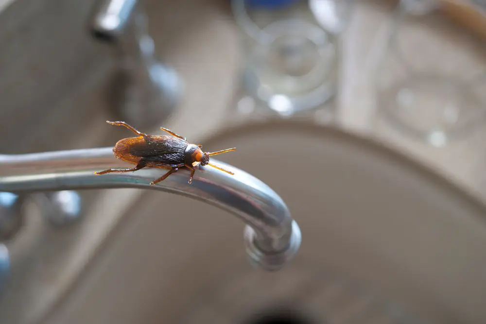 Cockroach on faucet