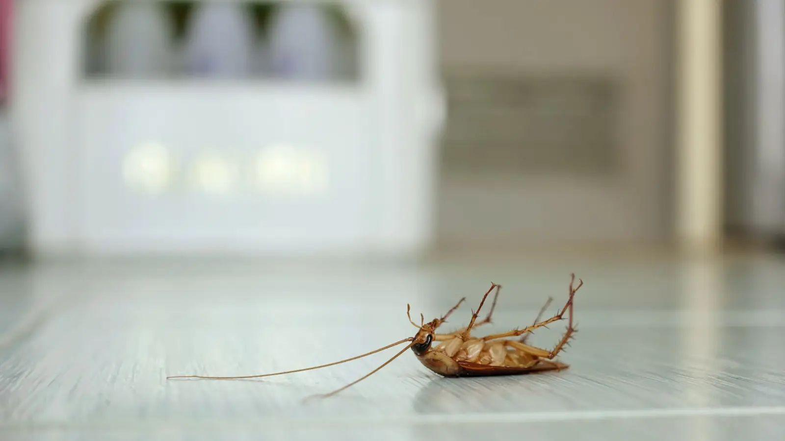Dead roach after pest control treatment