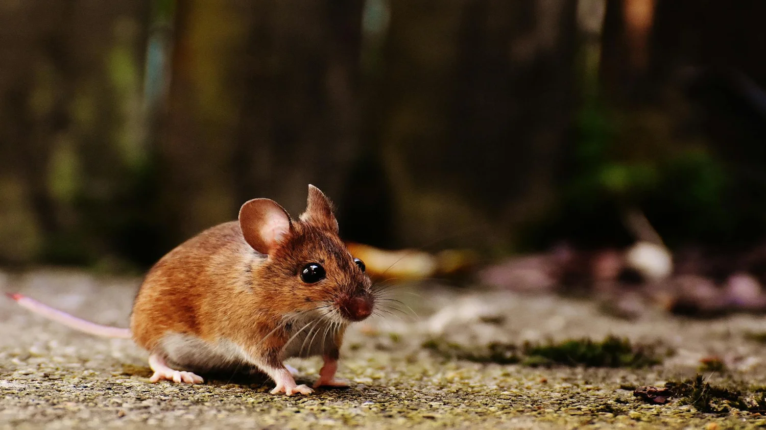 Mice rodent pest