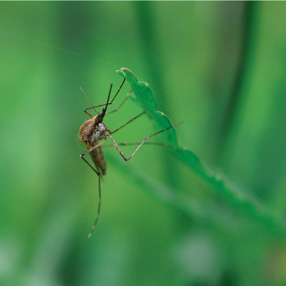 Mosquito pest Mosquito pest