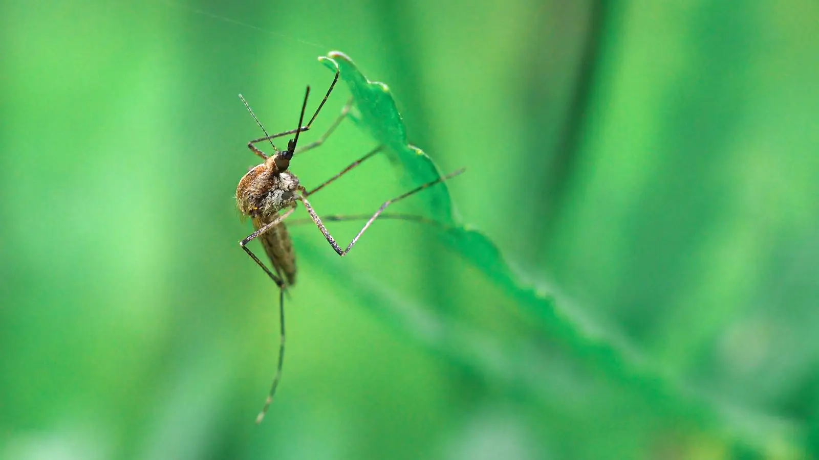 Mosquito on green leaf