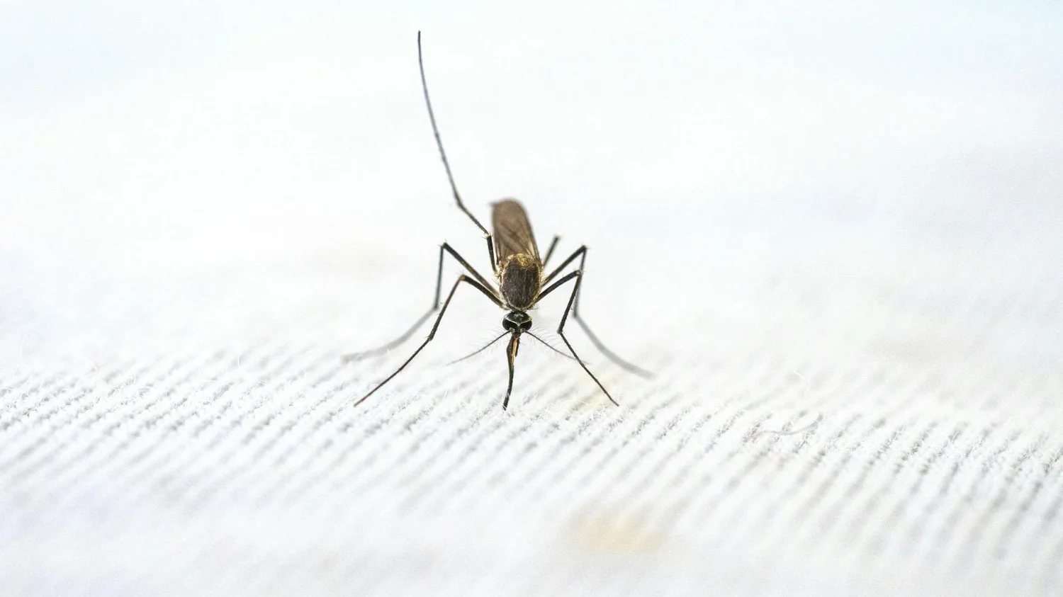 Mosquito pest treatment