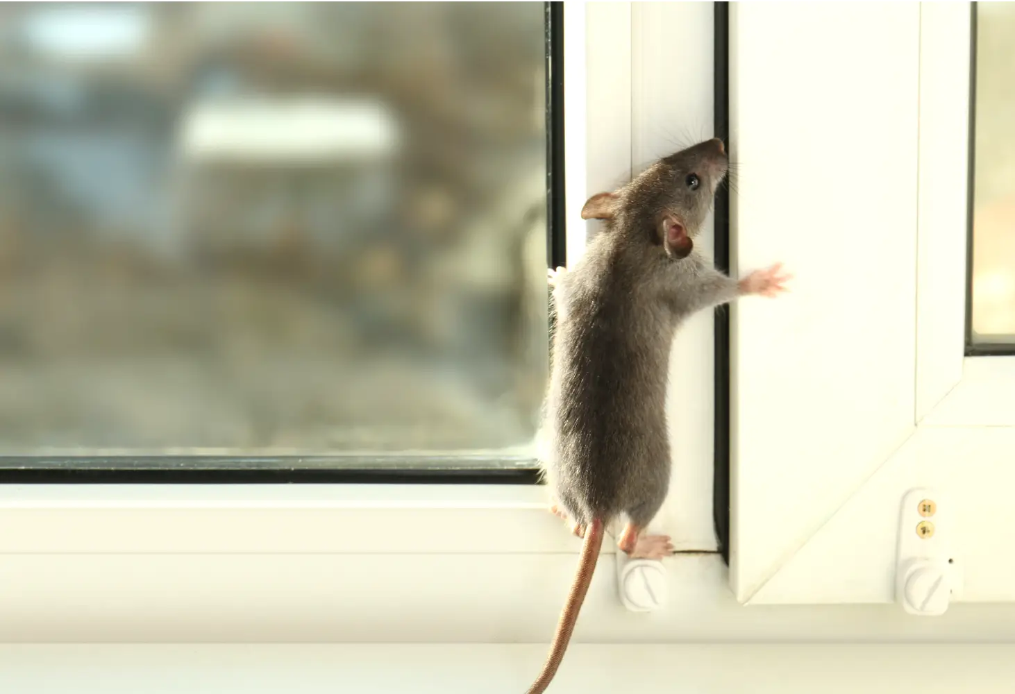 Mouse on window infestation