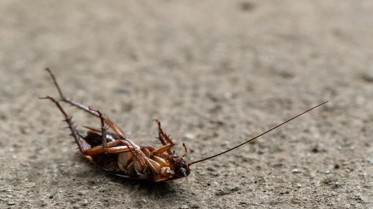 Roach pest treatment