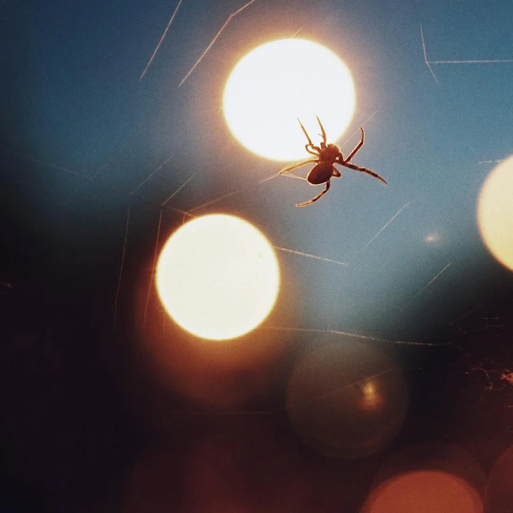 Spider pest Spider pest