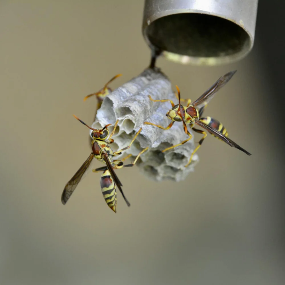 Wasp nest pest Wasp nest pest
